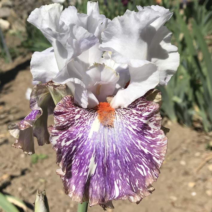 PAINTED LADY LAVENDER.jpg